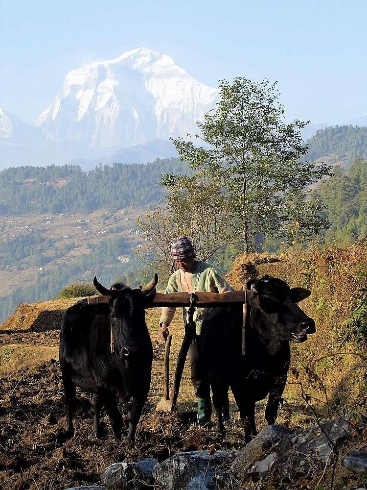 mohare-danda-(7)