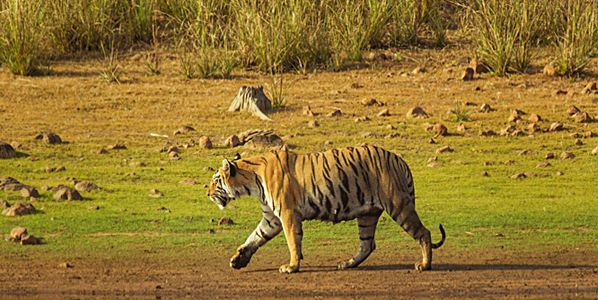 Bardia Jungle Safari